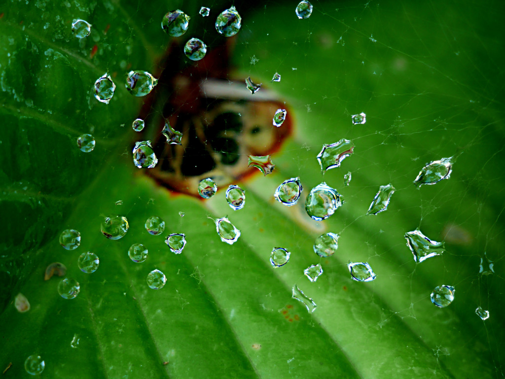 Water in A Spider Web by gq