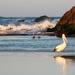 Good morning pelican by gilbertwood