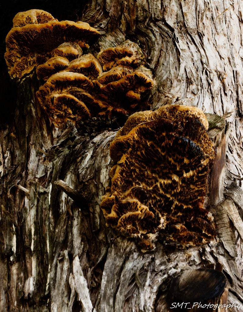 tree fungi by samae