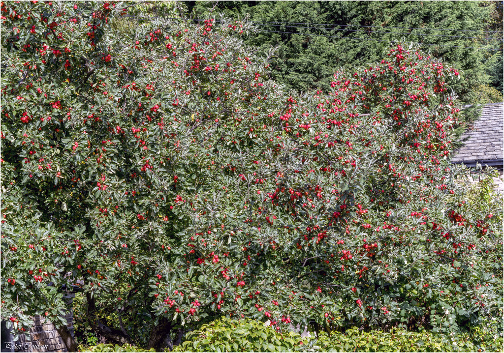 Crab Apples by pcoulson