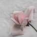 Pink Rose against a Whitewashed wall. by jacqbb