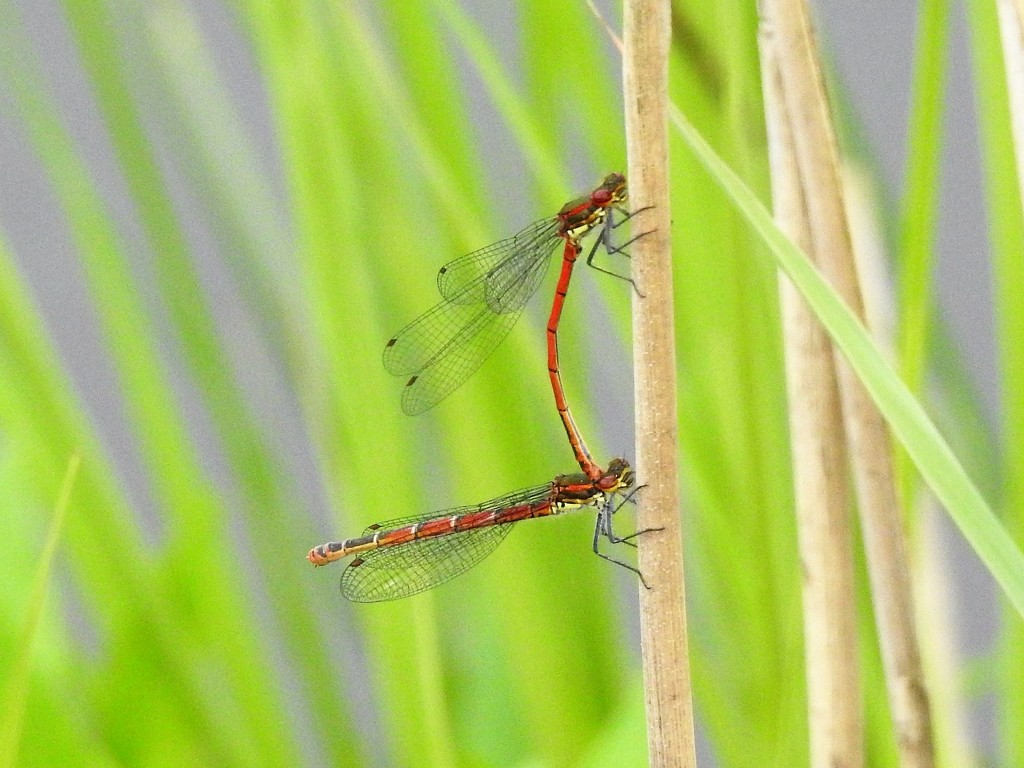  Damselflies Mating  by susiemc