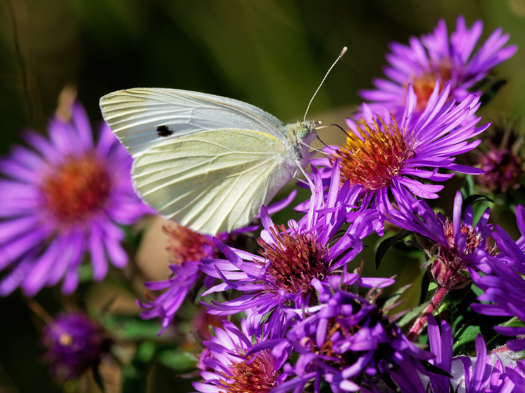 white cabbage on asters by rminer
