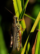 12th Sep 2018 - grasshopper
