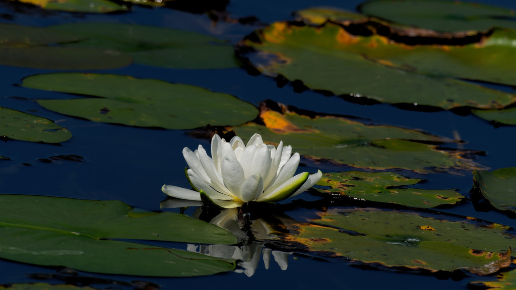 water lily by rminer