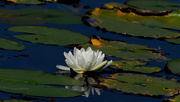 12th Sep 2018 - water lily