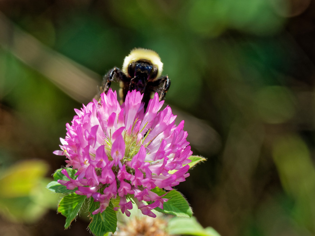 Bumblebee on clover by rminer