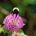 Bumblebee on clover by rminer