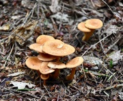 12th Sep 2018 - Woodland Fungi