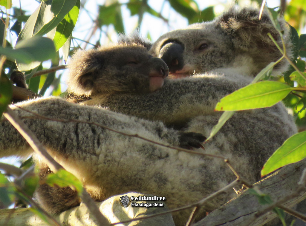 safe in mammas arms by koalagardens