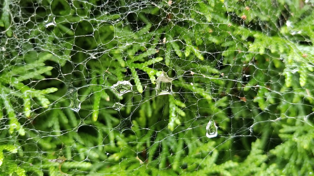 Spider Netting by meotzi
