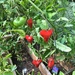 Hearts in a garden.  by cocobella