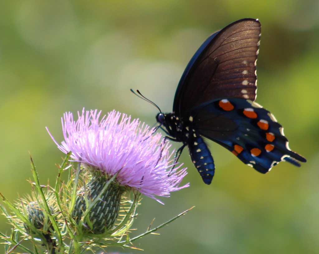 Pipevine Swallowtail by cjwhite
