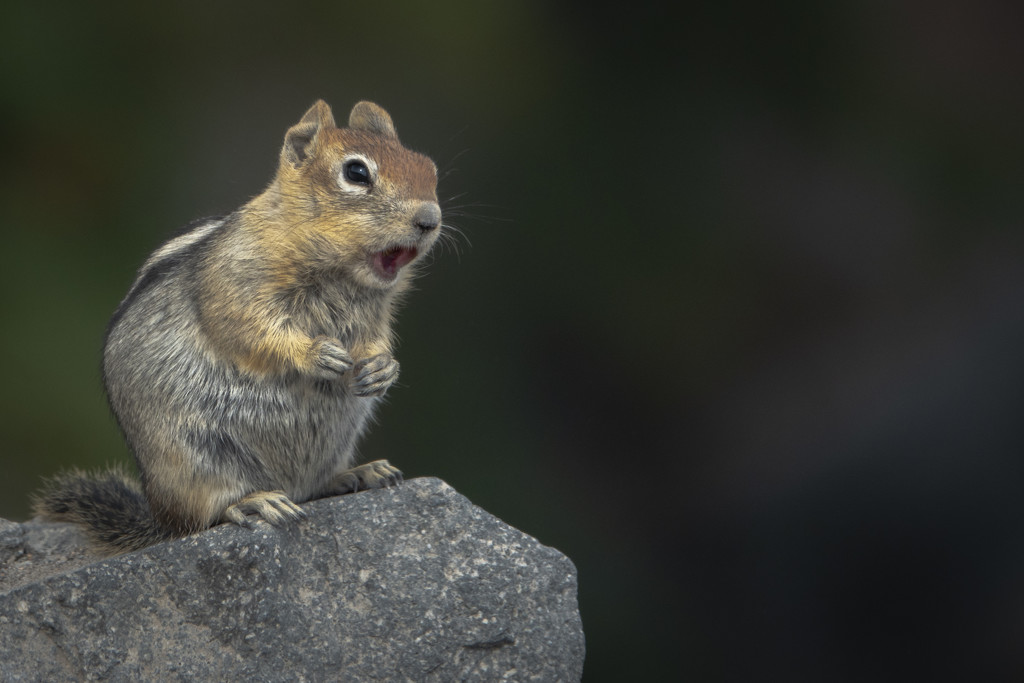The Singing Golden-Mantled Ground Squirrel by jyokota