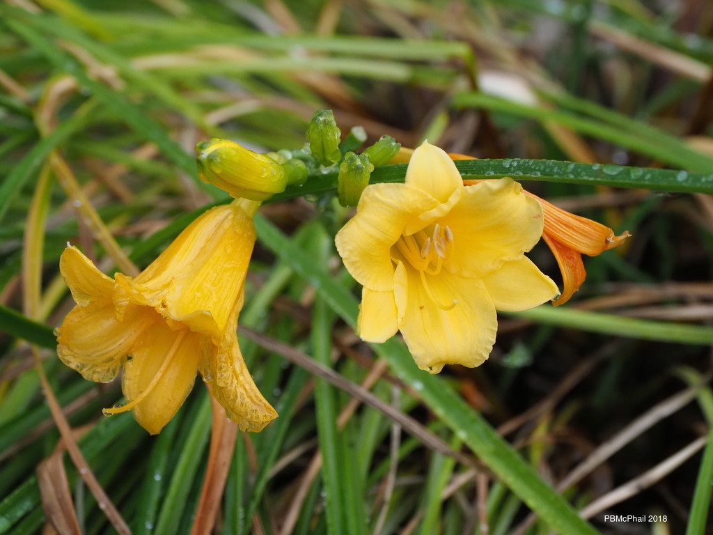 Five Stages of a Day Lily by selkie
