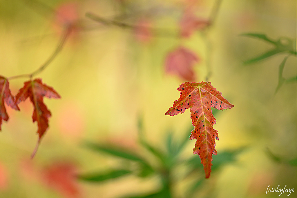 A touch of Fall! by fayefaye