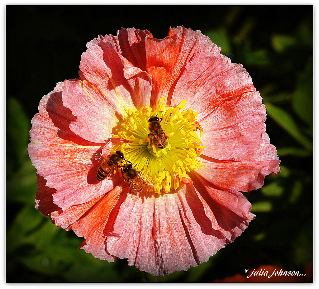 Poppy and Bee's.. by julzmaioro
