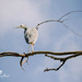 heron one leg perch by ulla