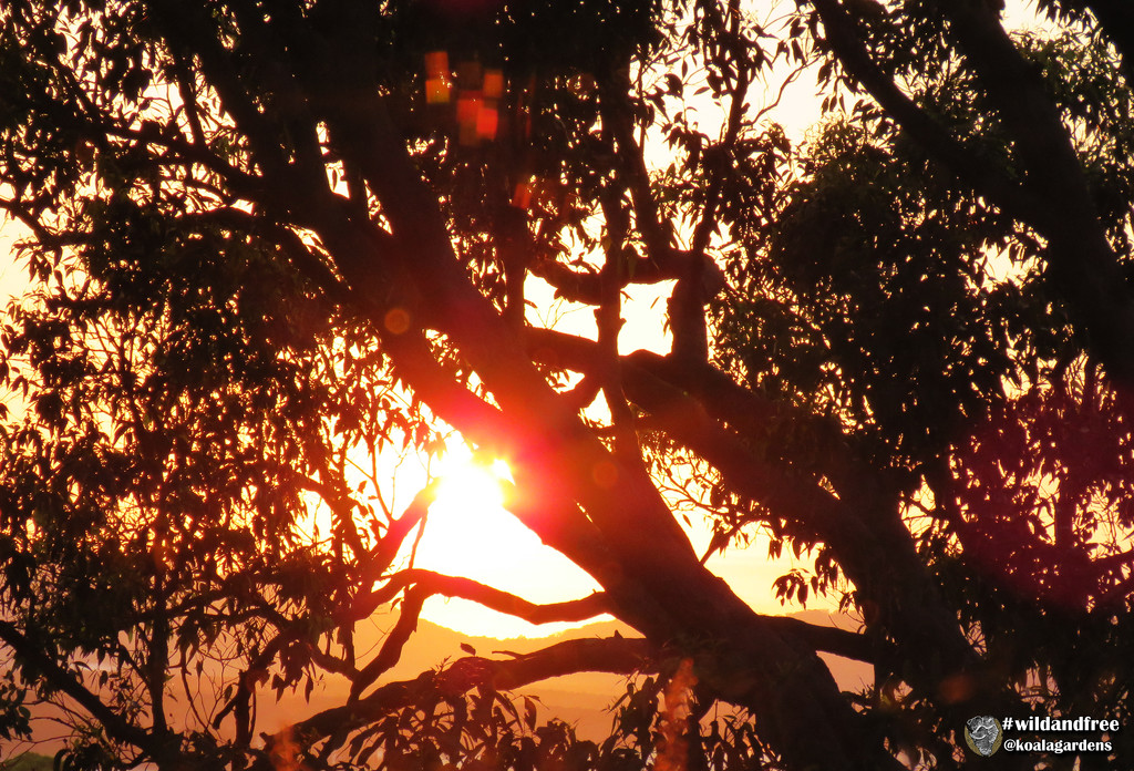 Sunrise from my kitchen window by koalagardens