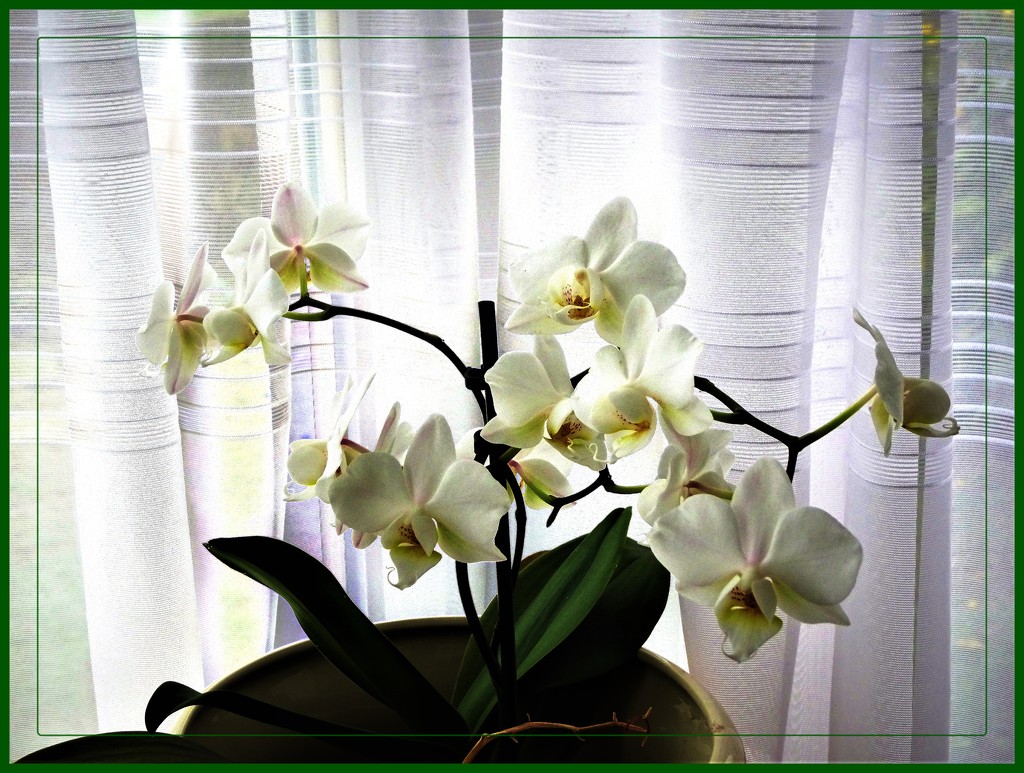 Small flower orchid by beryl