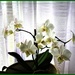 Small flower orchid by beryl