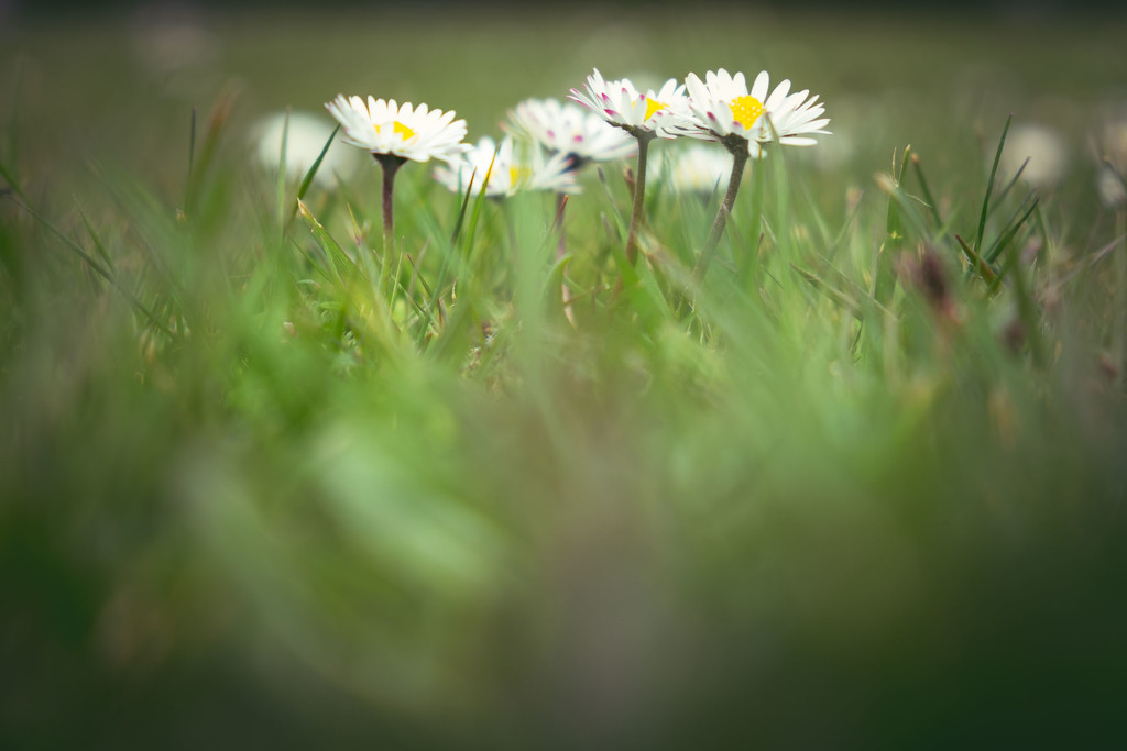 The Daisy Patch by helenw2