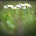 The Daisy Patch by helenw2