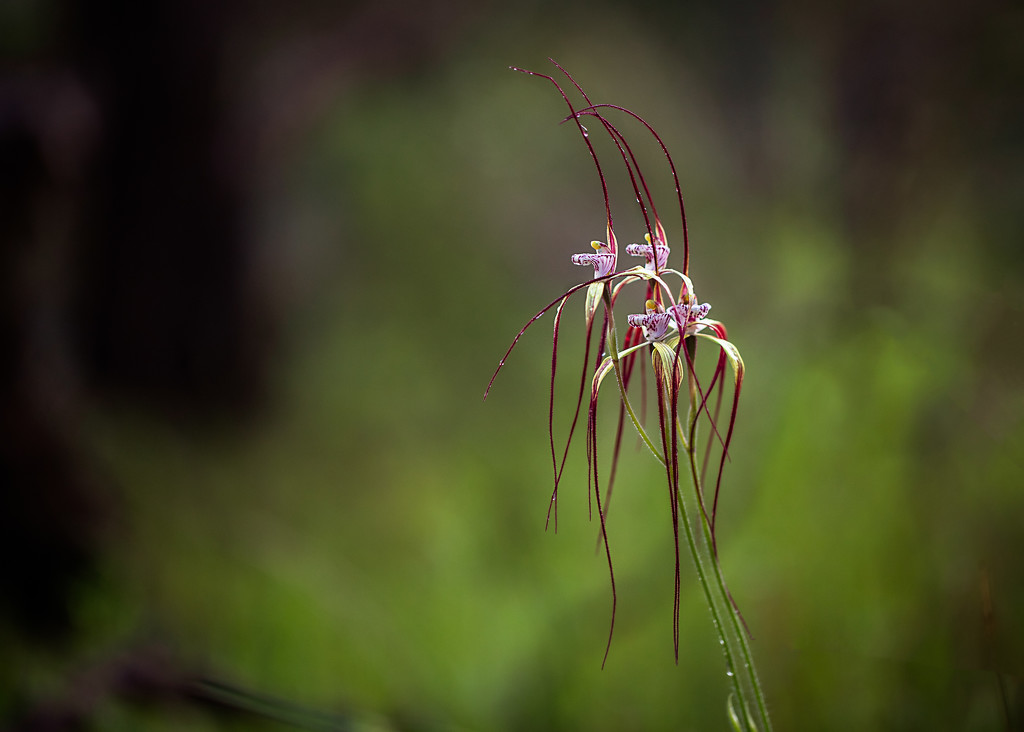 A clutter of Spider Orchids by jodies