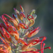 Another grevillea by gosia