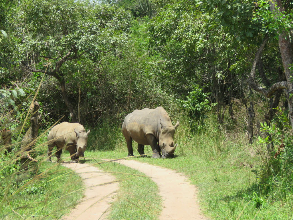 Ziwa Rhino Sanctuary by kjarn