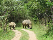 8th Sep 2018 - Ziwa Rhino Sanctuary