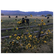 12th Sep 2018 - Sunflowers and Cows