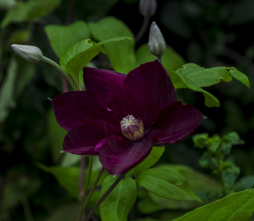 Clematis. by tonygig