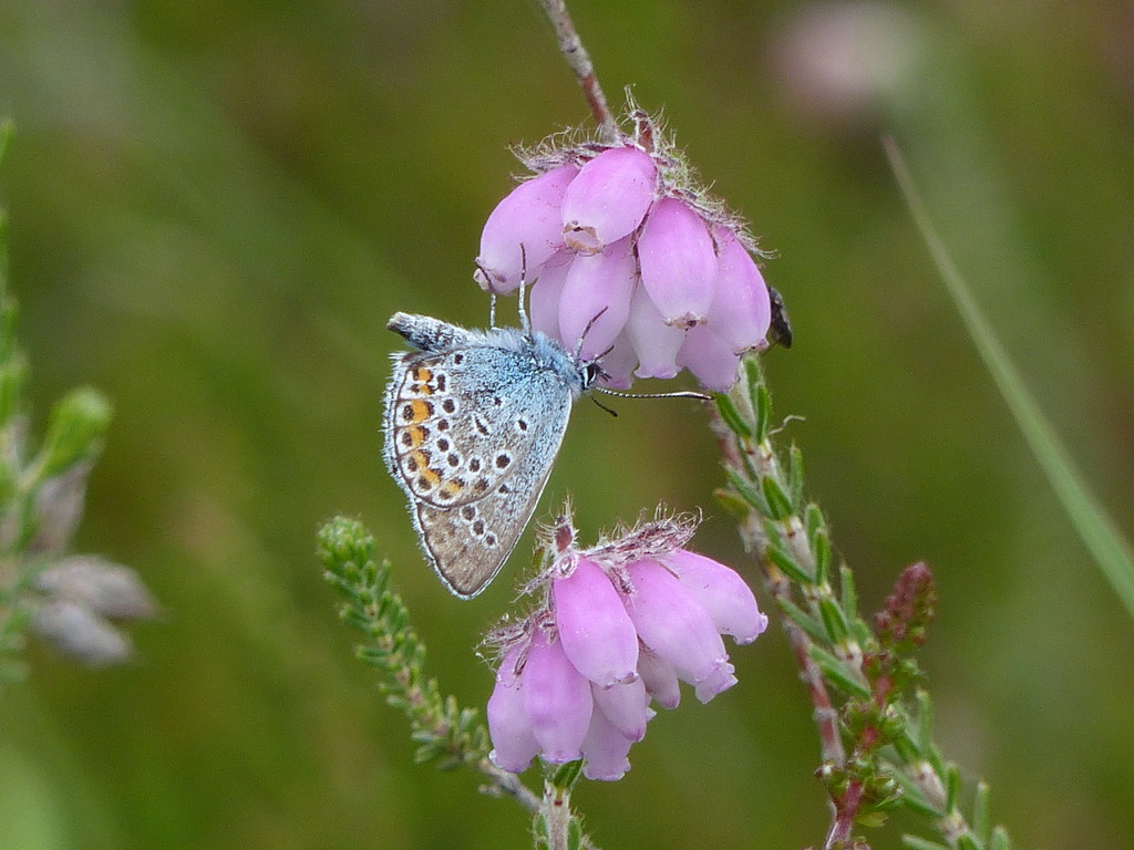  Silver Studded Blue on Heather  by susiemc