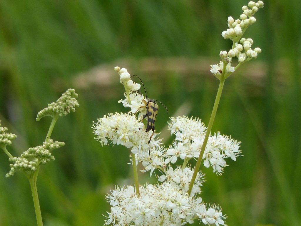 Strange but Interesting Bug on Meadowsweet  by susiemc