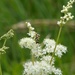 Strange but Interesting Bug on Meadowsweet  by susiemc