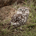 Little Owl by ellida