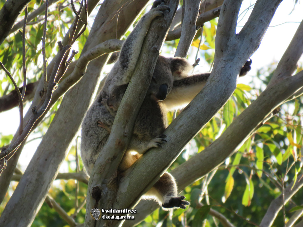 brace yourself by koalagardens