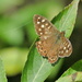 FZ1K2's first butterfly, Speckled Wood   by jesika2