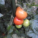 Ripening Tomatoes by oldjosh