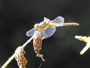2nd Sep 2018 - Sunlit Dragonfly