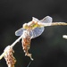 Sunlit Dragonfly by oldjosh