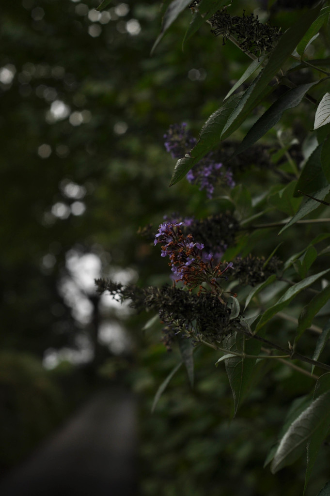 Butterfly bush by overalvandaan