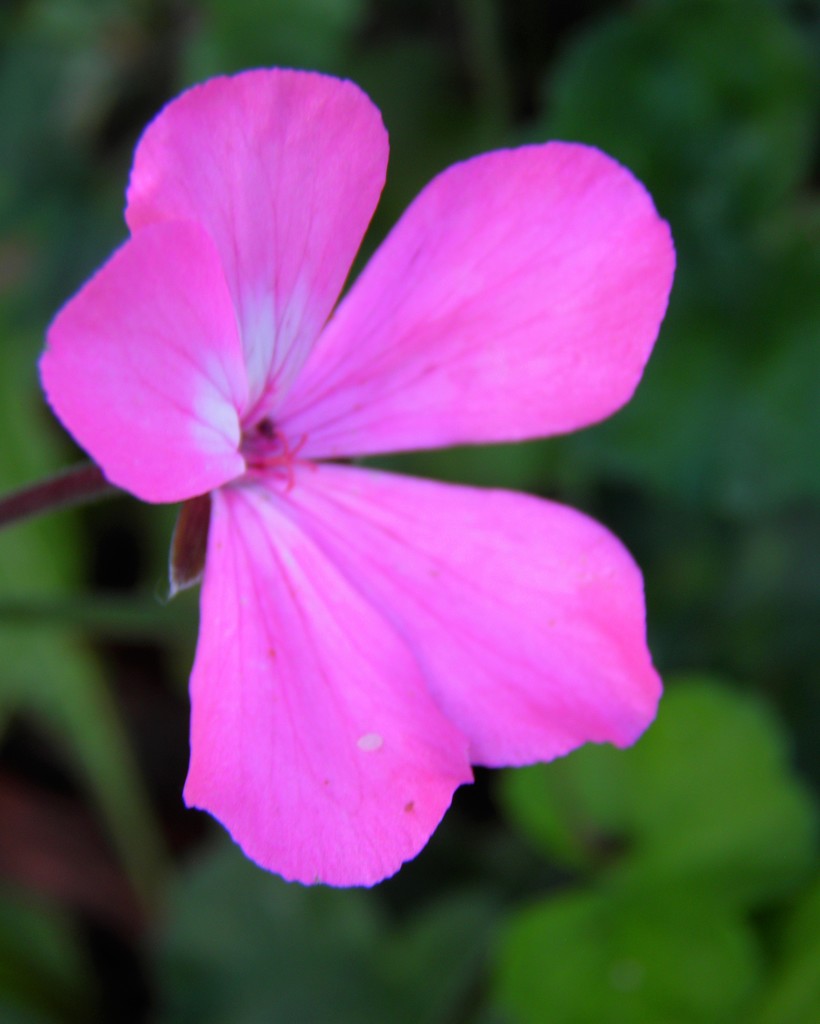 September 13: Neighbor's Flower by daisymiller
