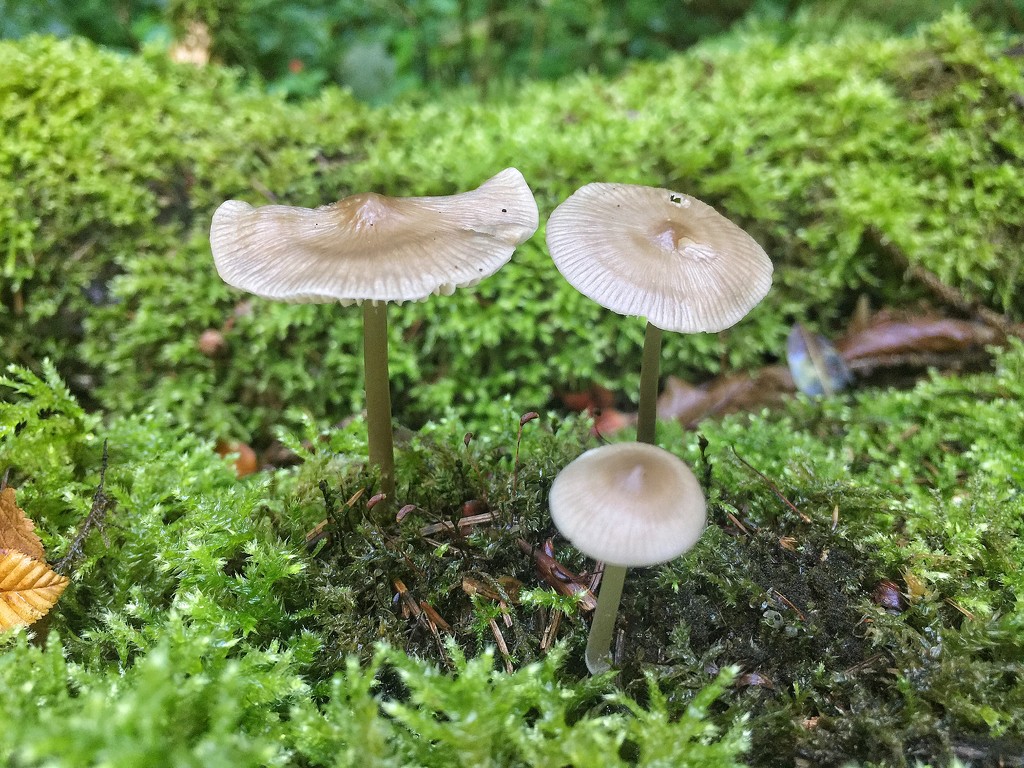Three mushrooms.  by cocobella