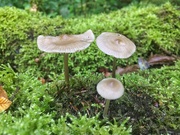 11th Sep 2018 - Three mushrooms. 