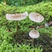Three mushrooms.  by cocobella