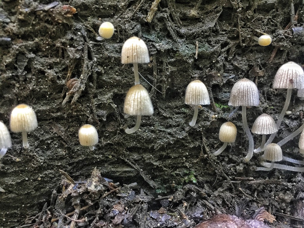 Gang of mushrooms.  by cocobella