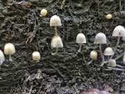 11th Sep 2018 - Gang of mushrooms. 