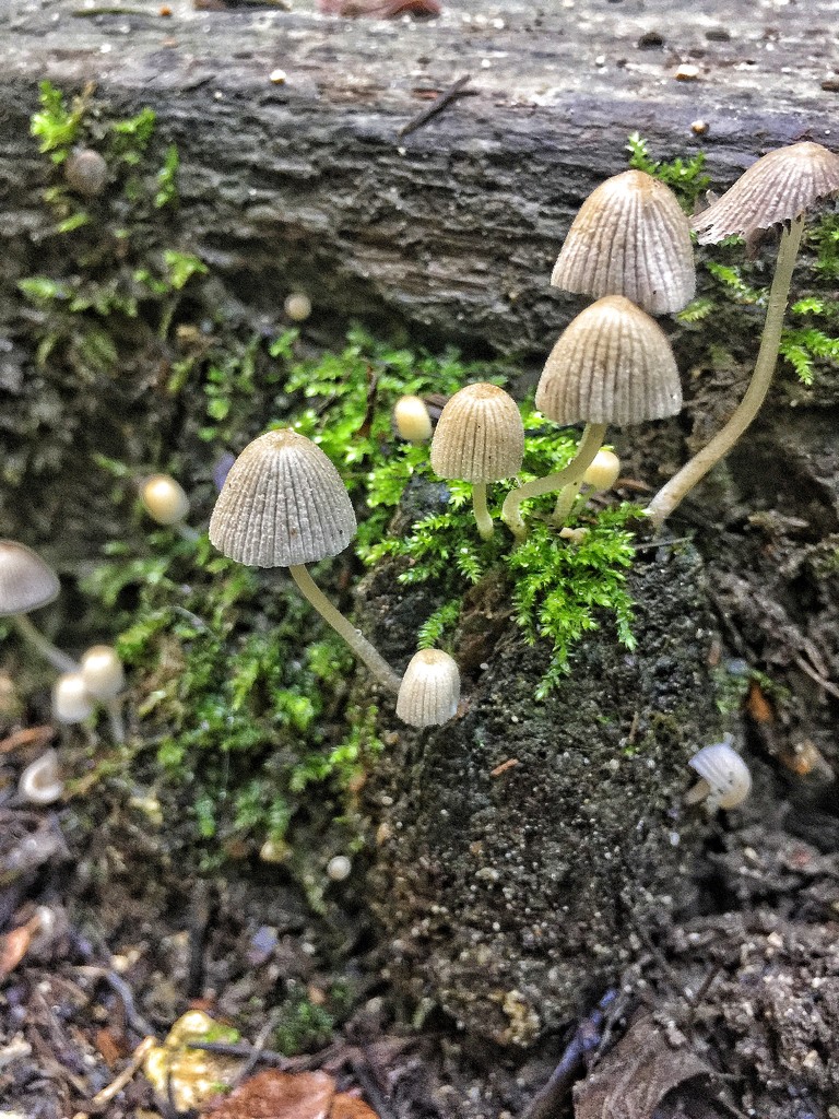 Tiny mushrooms.  by cocobella